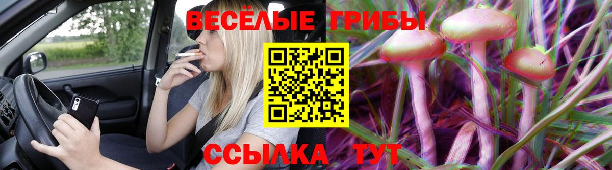 Кириши  купить  сайты  Вход с VPN  Галлюциногенные грибы Psilocybe 